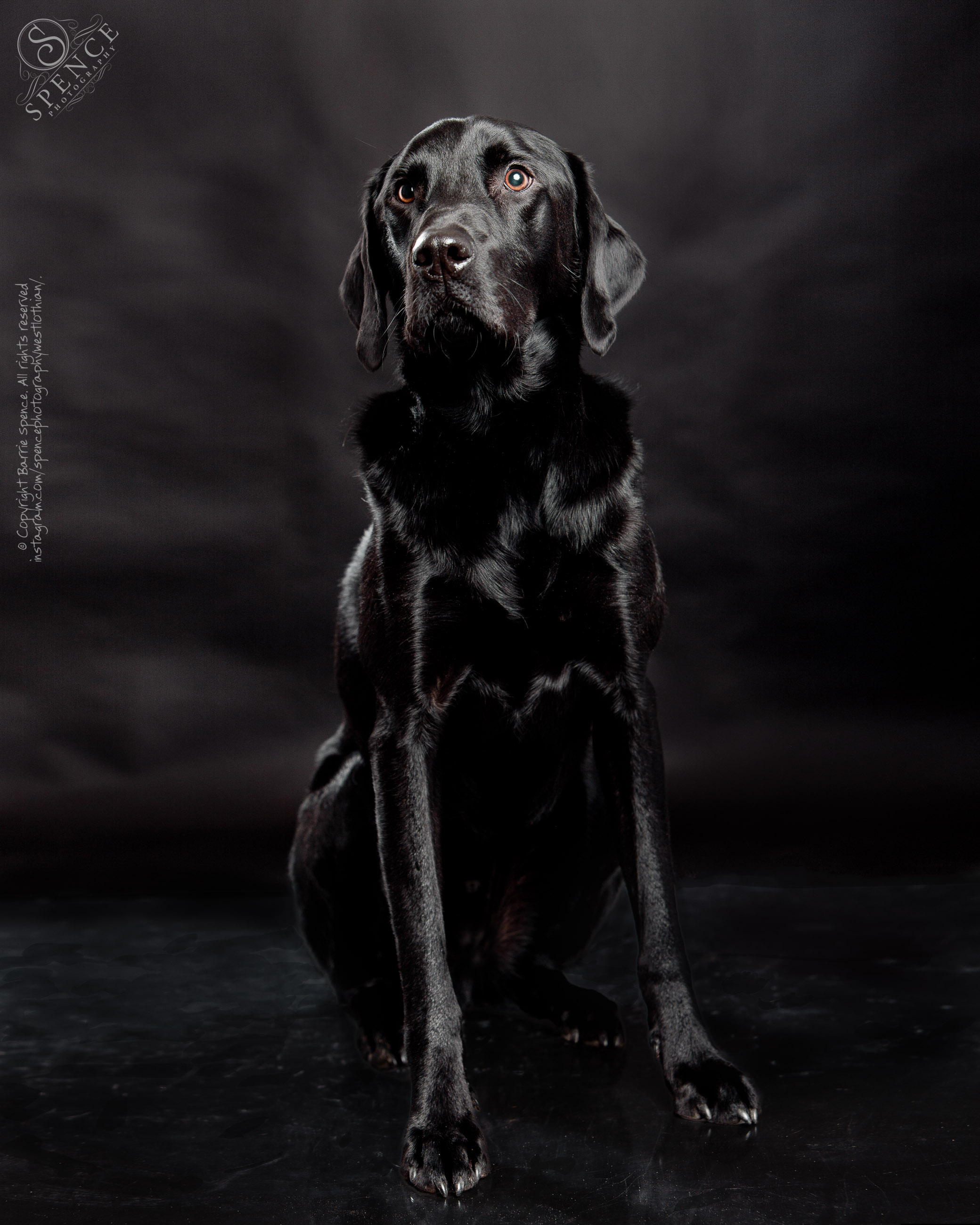 Tye - studio portrait of a black labrador on black. / © Copyright 2012 Barrie Spence. All rights reserved.