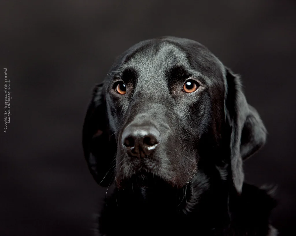 Tye - studio portrait of a black labrador on black.