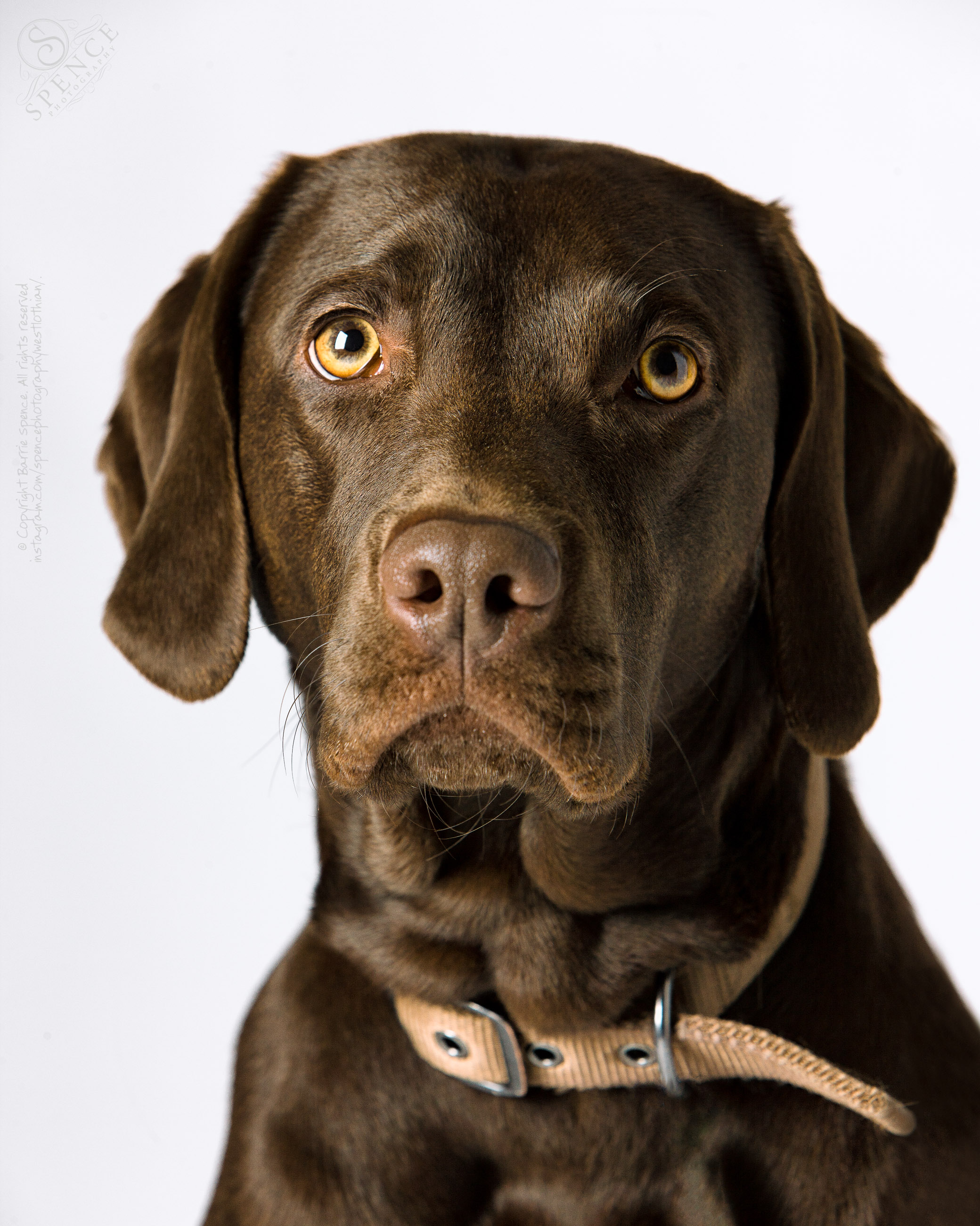 Millie - Weimaraner / Chocolate Labrador cross Millie - Weimaraner / Chocolate Labrador cross - © Copyright 2012 Barrie Spence. All rights reserved.