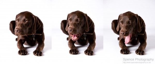 Out-takes - Millie — Weimaraner / Chocolate Labrador cross Out-takes - Millie — Weimaraner / Chocolate Labrador cross - © Copyright 2012 Barrie Spence. All rights reserved.
